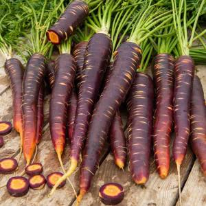 Carotte Violette Purple Haze HF1 - Graines d'Exception